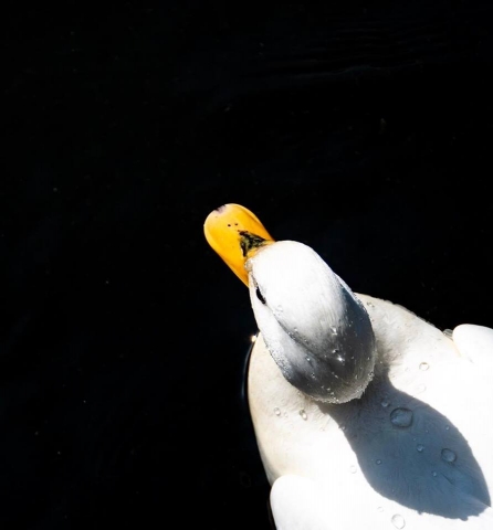 Duck, water, droplets, photo, wildlife, photographer