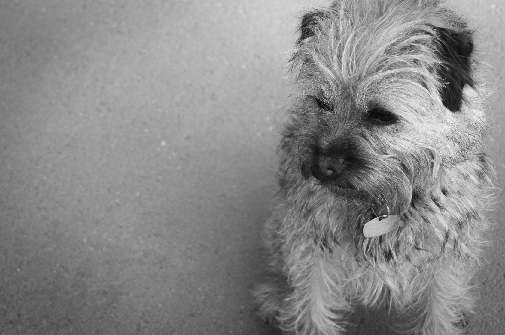 dog, dog photography, black and white, profile, portrait, terrier