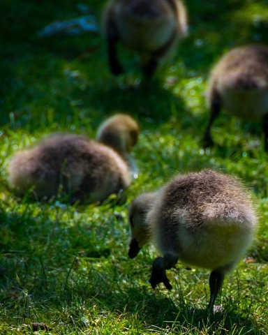 gosling, goslings, duck, ducklings, waddle, photography, wildlife, photo