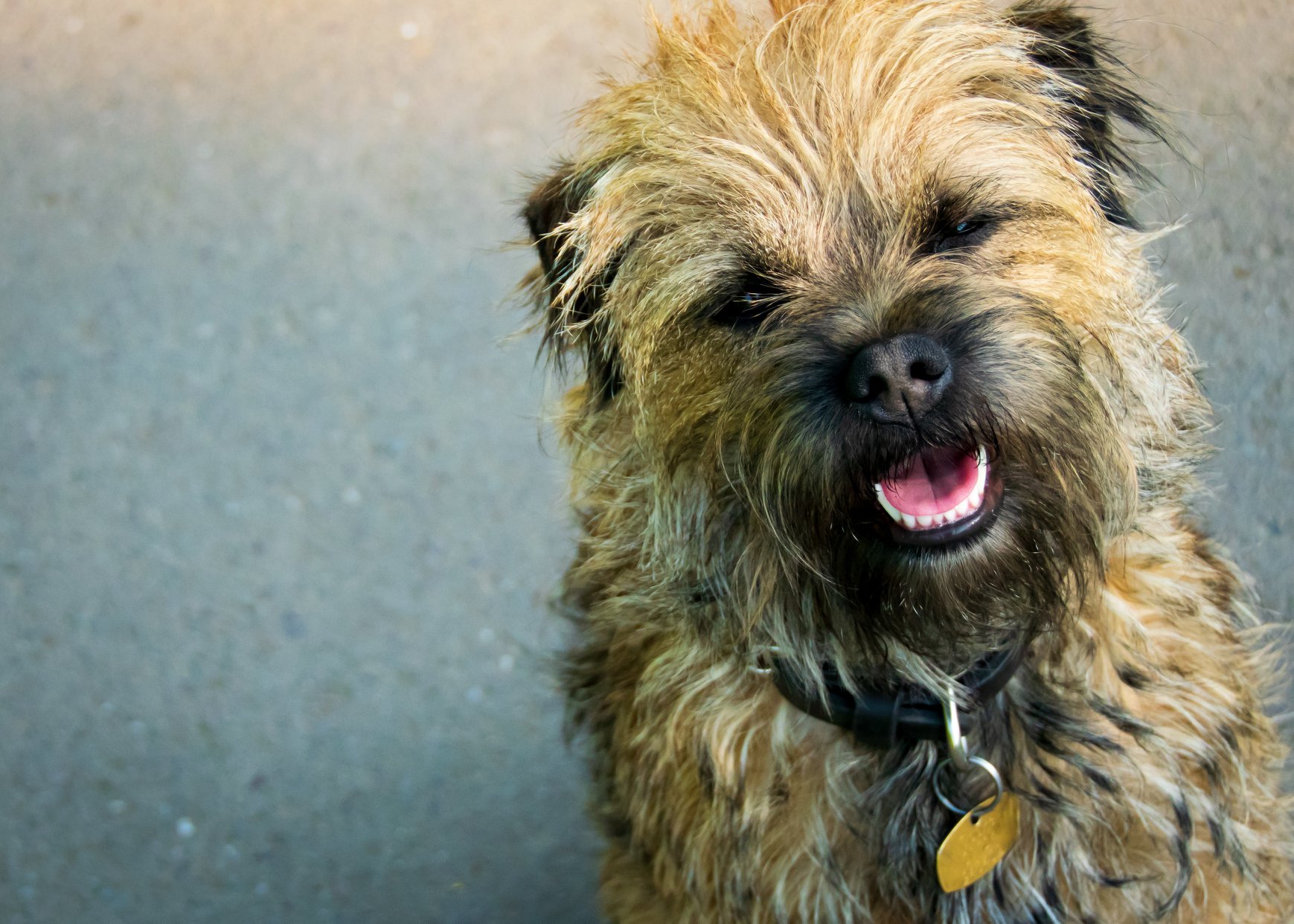dog, dog photography, profile, portrait, terrier, colour, happy, smile